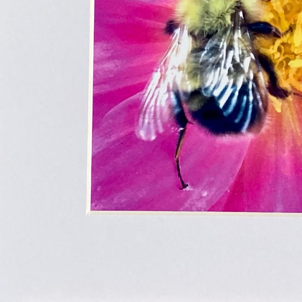 ❌SOLD❌”BUMBLE AND GUMBALL” ~ ORIGINAL ART by ~ @lisamichellebeckerphotography - Picture 5 of 13